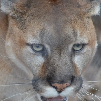 Noah's Ark Animal Sanctuary - cougar - Animal Shelters Near Me - Locust Grove, Georgia