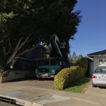 Peterson's Tree Works - Work in progress - Tree Services Near Me - Orange, California Peterson's Tree Works - Work in progress - Tree Services Near Me - Orange, California