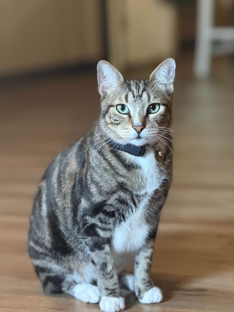 Shamrock Animal Hospital Image