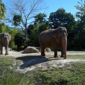 Zoo Miami - Zoos Near Me - Miami, Florida Zoo Miami - Zoos Near Me - Miami, Florida