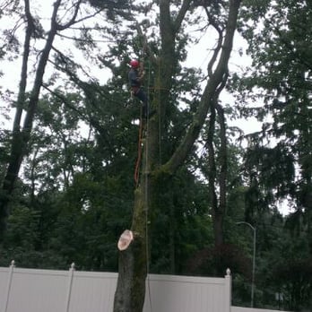 EC Tree Cutting Service - pruning a tree - Tree Services Near Me - Huntington Station, New York EC Tree Cutting Service - pruning a tree - Tree Services Near Me - Huntington Station, New York