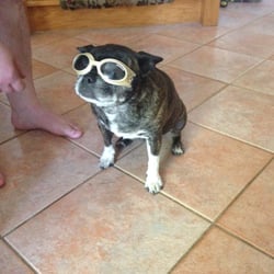 Del Zotto & Son Butcher Shop - Atiya ready to go for a ride and a swim