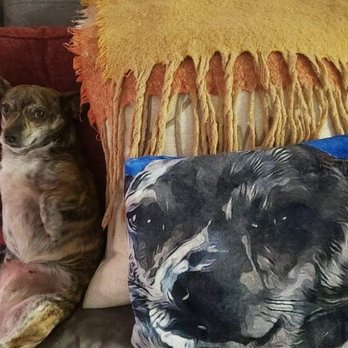 Joybound - Yes, I had to get a personalized blanket of her. It was essential. - Animal Shelters Near Me - Walnut Creek, California