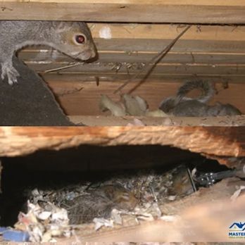 Master Attic - Squirrels nesting in attic and causing damage in Hillsborough, NJ - Insulation Installation Near Me - manchester, New Jersey
