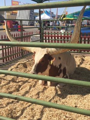 Maricopa County Fair by null