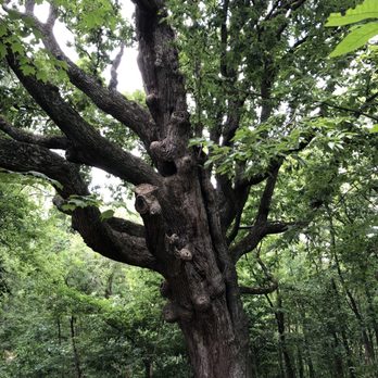 McConnell Springs - Really old cool looking tree - Parks Near Me - Lexington, Kentucky McConnell Springs - Really old cool looking tree - Parks Near Me - Lexington, Kentucky