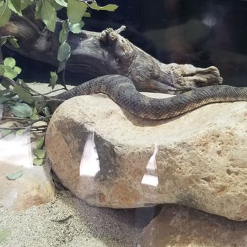 Orange County Zoo - Rattlesnake - Zoos Near Me - Orange, California Orange County Zoo - Rattlesnake - Zoos Near Me - Orange, California