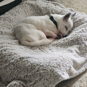 OC Pet Nurse - Dog Walkers Near Me - Irvine, California