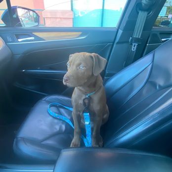 Affordable Pet Care at Four Corners - Veterinarians Near Me - Clermont, Florida Affordable Pet Care at Four Corners - Veterinarians Near Me - Clermont, Florida