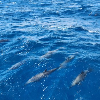 Blue Dolphin Charters - Dolphins - Boating Near Me - Eleele, Hawaii