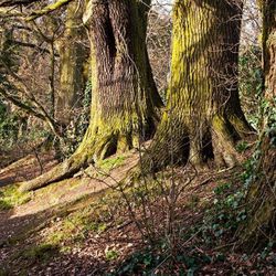 Lexden Earthworks & Bluebottle Grove - Lexden Earthworks & Bluebottle Grove