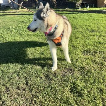 Posh Paws - She's ready to show off her clean dry fresh fur - Pet Groomers Near Me - Downey, California Posh Paws - She's ready to show off her clean dry fresh fur - Pet Groomers Near Me - Downey, California