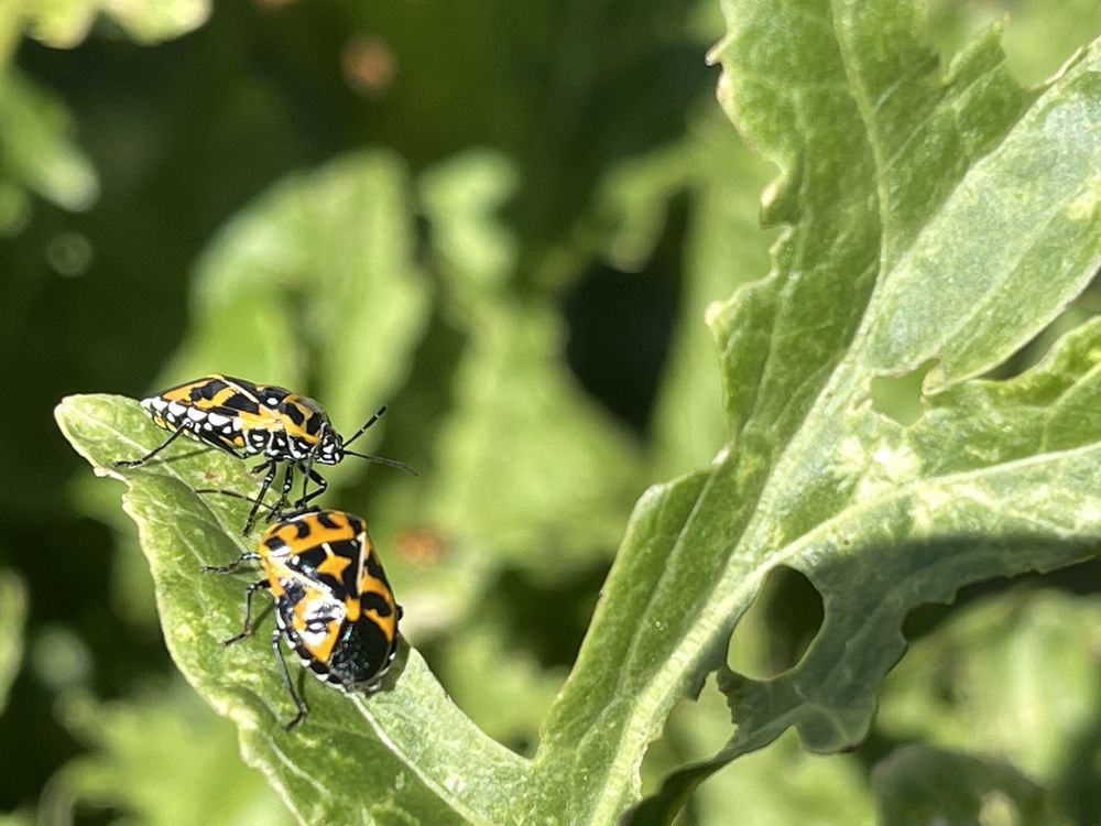 Chesapeake Arboretum