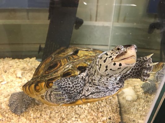 Anita C Leight Estuary Center by null