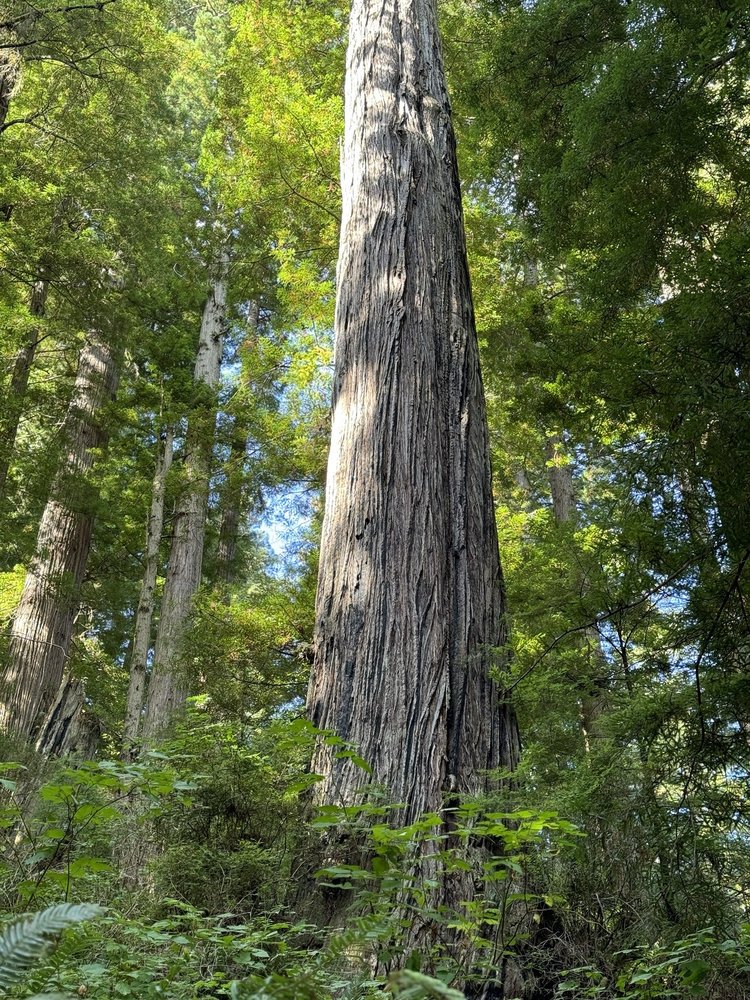 Bigfoot Adventures Academy Logo