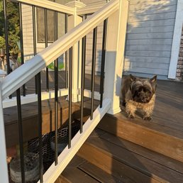 Doggies enjoying their new deck Doggies enjoying their new deck