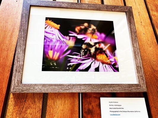 Altadena Library by null