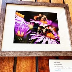 Altadena Library - One of the lovely photos in their current exhibit of native California bees (July 2023)