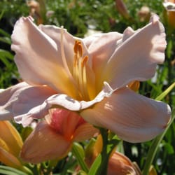 Schönheit Gardens - Schonheit Gardens - Landscaping and Nursery / Garden Center -Sun Prairie, WI