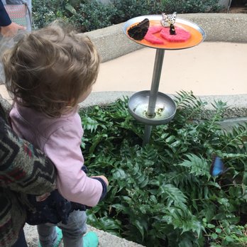 Peggy Notebaert Nature Museum - enraptured toddler - Museums Near Me - Chicago, Illinois Peggy Notebaert Nature Museum - enraptured toddler - Museums Near Me - Chicago, Illinois
