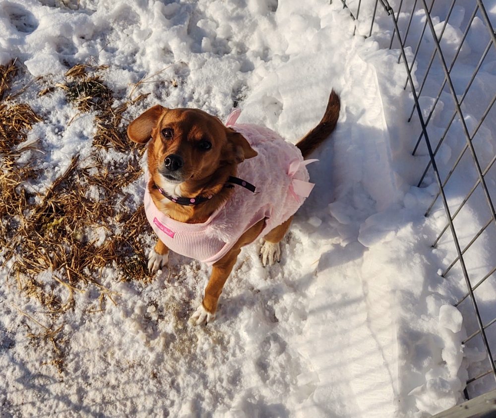 THE PAW HUT Updated August 2024 Request Information Bridgeport