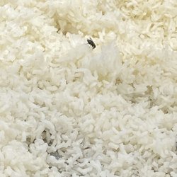 Whole Foods Market - Yes... a fly hanging out in the rice.