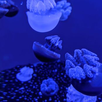 Shedd Aquarium - Jellyfish - Aquariums Near Me - Chicago, Illinois Shedd Aquarium - Jellyfish - Aquariums Near Me - Chicago, Illinois