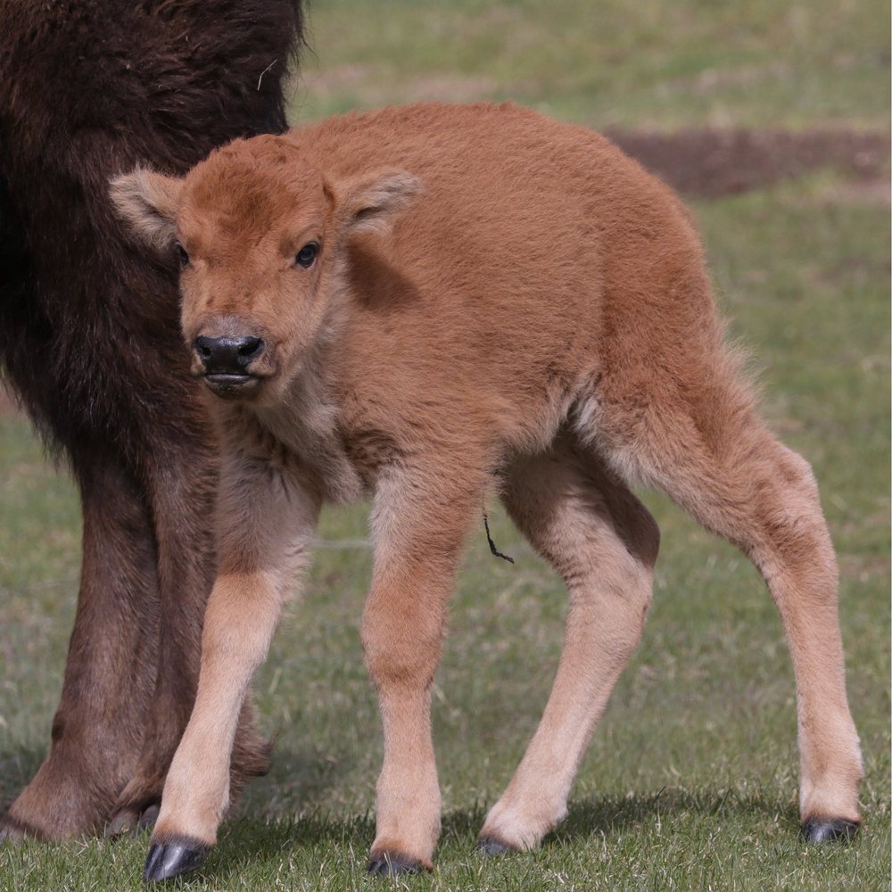Yellowstone Tours From Jackson Hole - Newborn Bison in Yellowstone! - Bus Tours Near Me - Jackson, Wyoming Yellowstone Tours From Jackson Hole - Newborn Bison in Yellowstone! - Bus Tours Near Me - Jackson, Wyoming