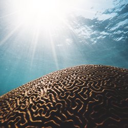 Move Into Coherence - Change your brain to change your mind.