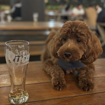 Sycamore Brewing - Breweries Near Me - Charlotte, North Carolina