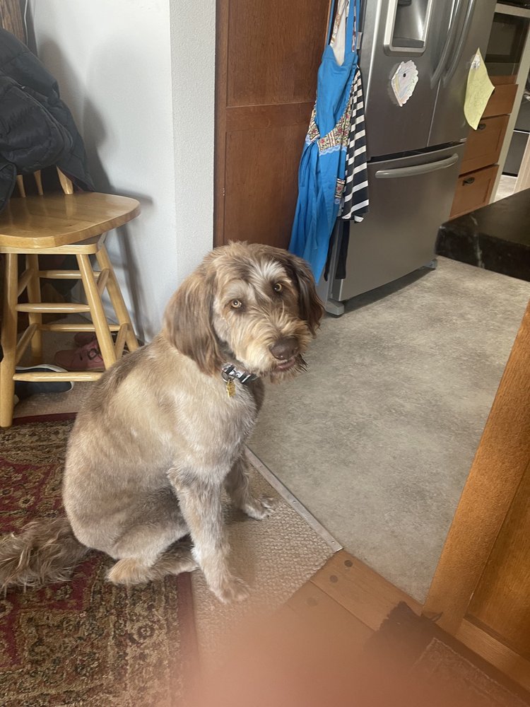 AUTUMN PARIS PET SERVICE Updated August 2024 18 Photos & 12 Reviews