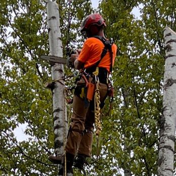 Polar Tree and Engine Care - Tree Services Near Me - Wasilla, Alaska