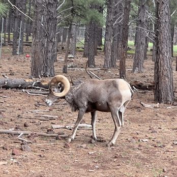 Bearizona - Zoos Near Me - Williams, Arizona