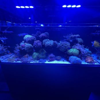 Southwest Reef Company - Pet Stores Near Me - Albuquerque, New Mexico Southwest Reef Company - Pet Stores Near Me - Albuquerque, New Mexico