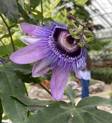 Allan Gardens Conservatory by null
