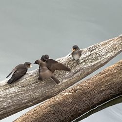 Murphey Candler Park - Baby bird wants to be fed.