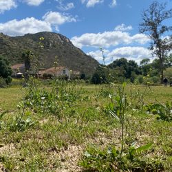 Castle Creek Country Club - More weeds