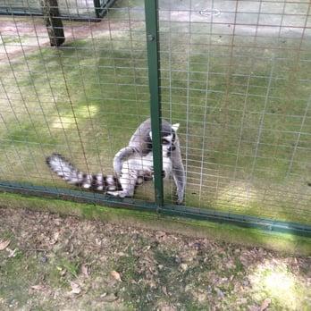 Gators & Friends - Lemurs- not for feeding but still cute. - Amusement Parks Near Me - Greenwood, Louisiana Gators & Friends - Lemurs- not for feeding but still cute. - Amusement Parks Near Me - Greenwood, Louisiana