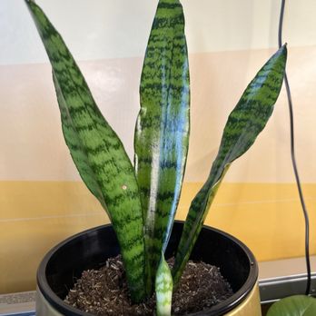 Rooted with Ruby - A snake plant with long, variegated green leaves in a black and gold pot is placed indoors against a colorful wall. - Hydroponics Near Me - Indianapolis, Indiana