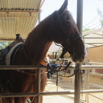 Griffith Park Horse Rentals - Horseback Riding Near Me - Glendale, California