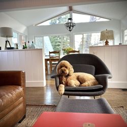 Dirty Dogs Grooming - Fresh hair cut!