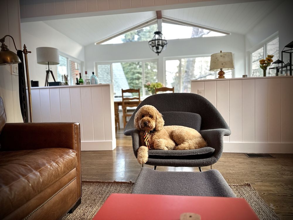 DIRTY DOGS GROOMING Updated September 2024 165 Photos & 84 Reviews