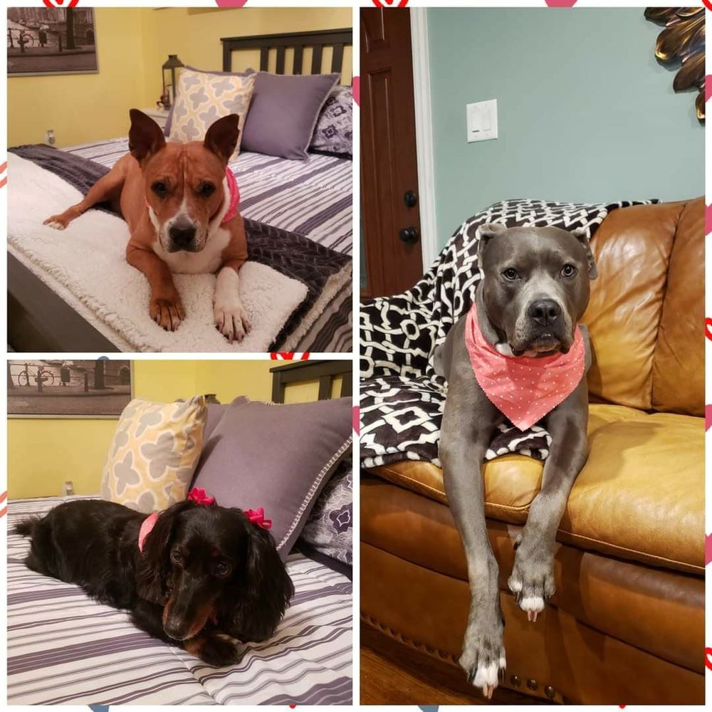 POODLE SPLASH Updated October 2024 707 E Jersey St, Elizabeth, New