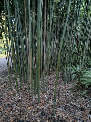 Rhododendron Species Botanical Garden by null