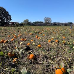 Velvet Acres Gardens - Pumpkin patch