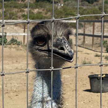 Ostrichland USA - Attraction Farms Near Me - Solvang, California Ostrichland USA - Attraction Farms Near Me - Solvang, California