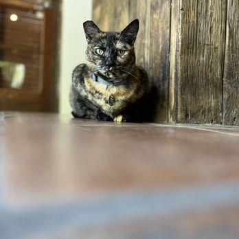 Bernardo Winery - Natasha, the wine kitty - Venues & Event Spaces Near Me - San Diego, California Bernardo Winery - Natasha, the wine kitty - Venues & Event Spaces Near Me - San Diego, California