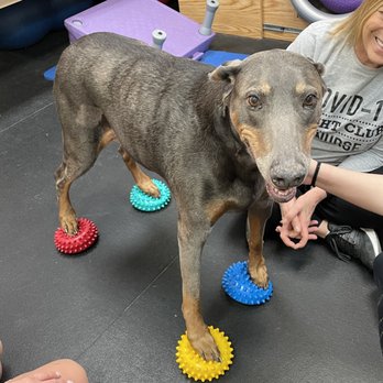 CANINE PHYSICAL REHAB & RECREATION - Updated August 2025