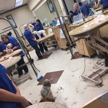 PetSmart Dog Training - Pet Stores Near Me - Webster, Texas PetSmart Dog Training - Pet Stores Near Me - Webster, Texas