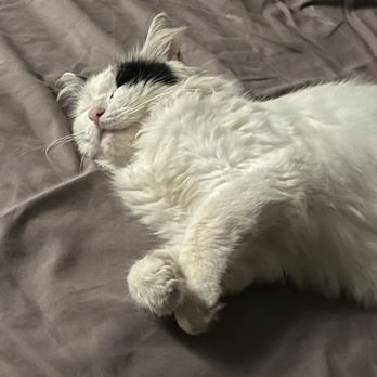 Amazing Small Animal Practice - Resting kitty first night after her surgery. - Veterinarians Near Me - Gardena, California